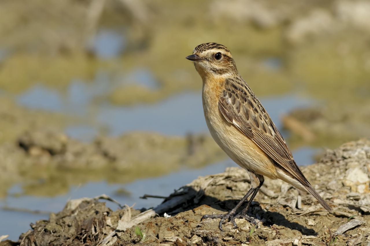 Stiaccino (Saxicola rubetra)